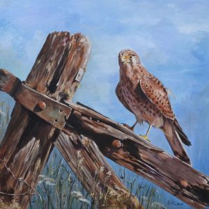 Kestrel