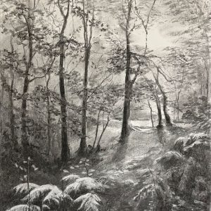 Sunlit Ferns at the Birks Aberfeldy